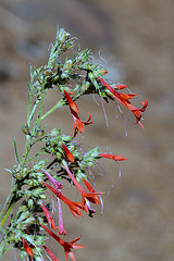 Scarlet Gilia