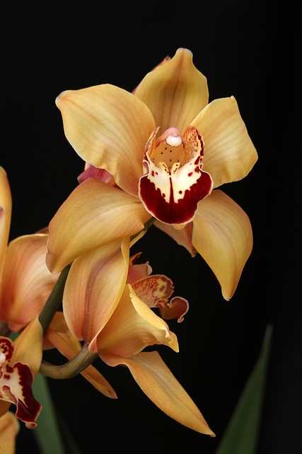 Cymbidium Mighty Sunset 'Roxburgh Red'