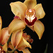 Cymbidium Mighty Sunset 'Roxburgh Red'