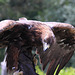Golden Eagle at the Duchess of Sutherland's home