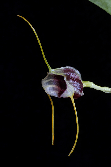 Masdevallia eurynogaster