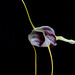 Masdevallia eurynogaster