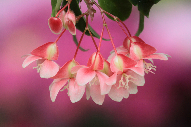 Flowers from Gaiser - Begonias