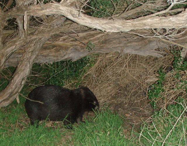 wombat at Tidal River