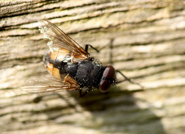 Face Fly or Autumn-house Fly Face Fly or Autumn-house Fly