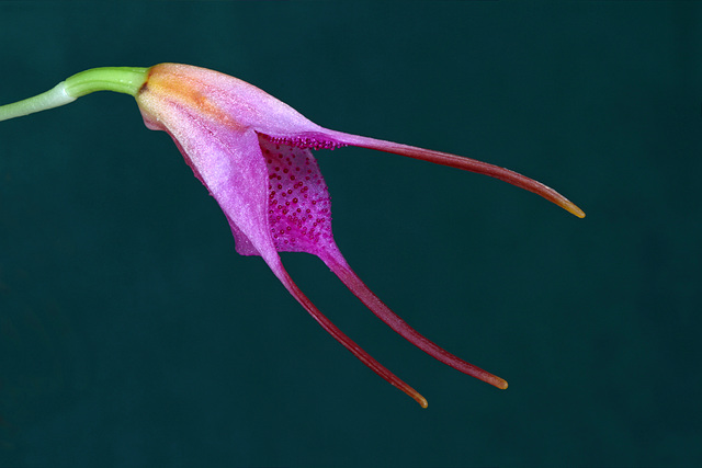 Masdevallia glandulosa Masdevallia glandulosa