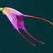 Masdevallia glandulosa