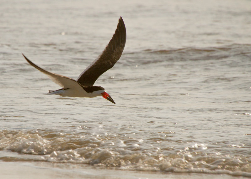 Black Skimmer