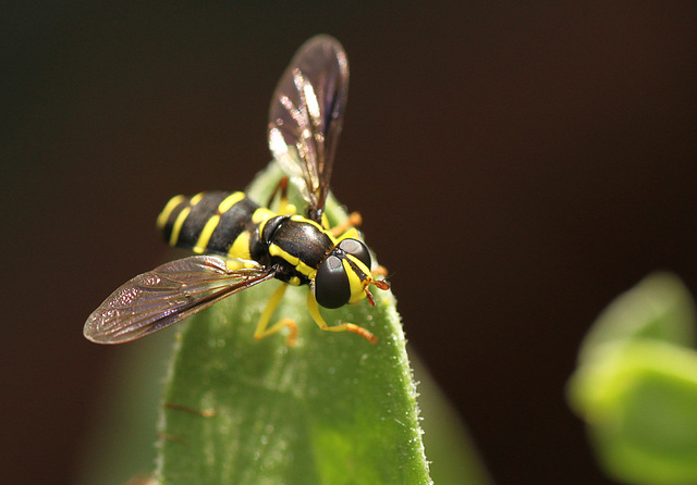 Patio Life: Hoverfly