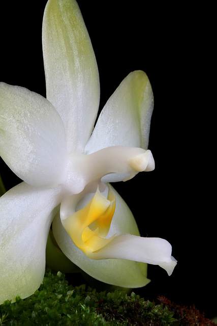 Phalaenopsis violacea var. alba