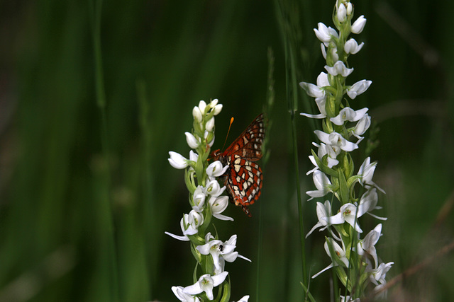 Snowberry Checkerspot on Tall White Northern Bog Orchis