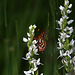 Snowberry Checkerspot on Tall White Northern Bog Orchis