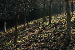 Woodland  in January sunshine