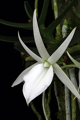 Angraecum didieri