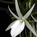 Angraecum didieri