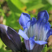 Mountain Bog Gentian