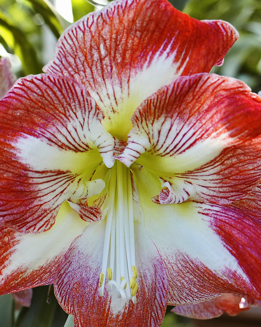 Red and White Petunia – Brookside Gardens