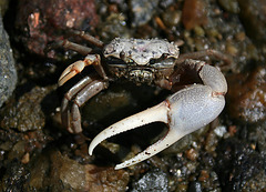 Crab