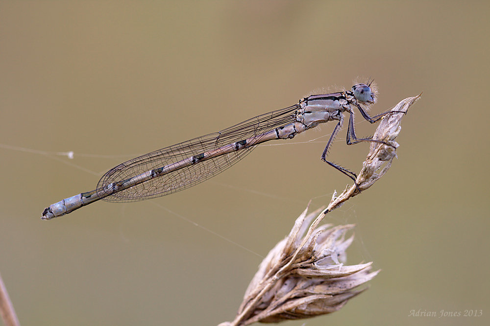Damselfly