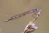Damselfly