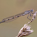 Damselfly