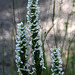 Platanthera dilatata var. dilatata