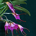 Masdevallia glandulosa