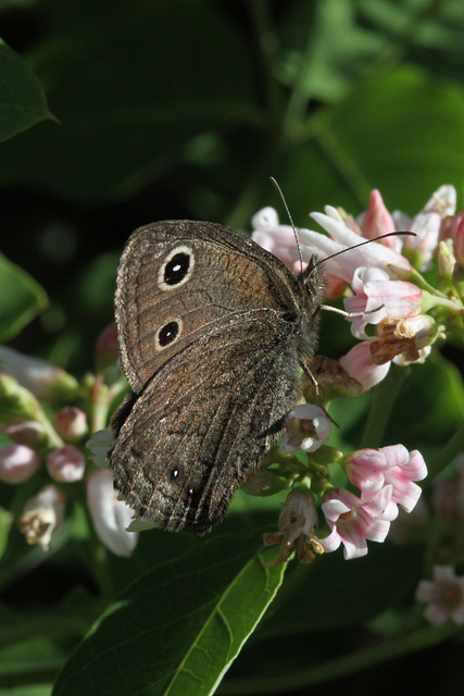 Small Wood Nymph