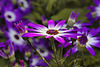 Purple Perks – Brookside Gardens