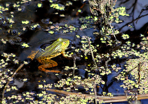 Frosch