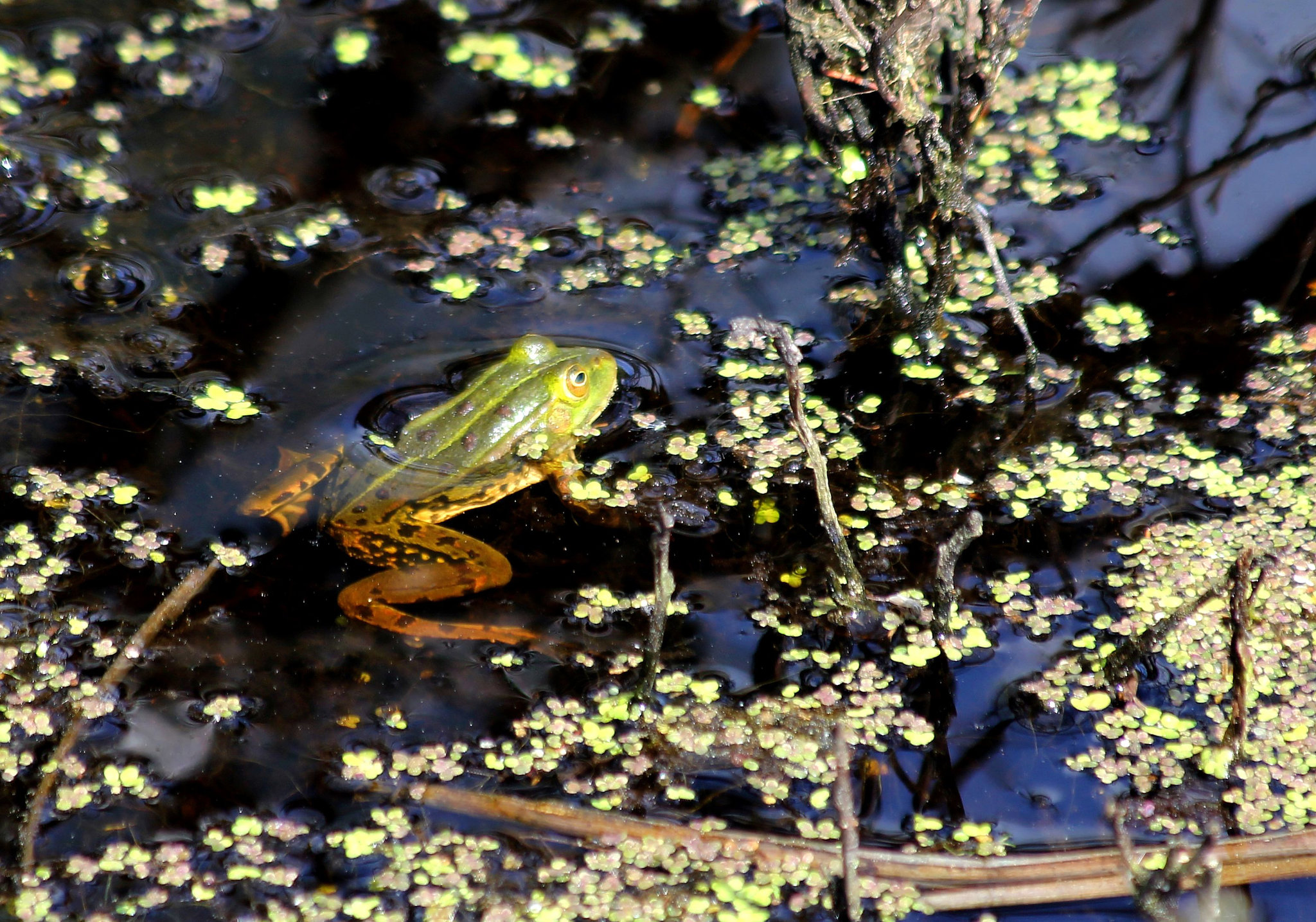 Frosch