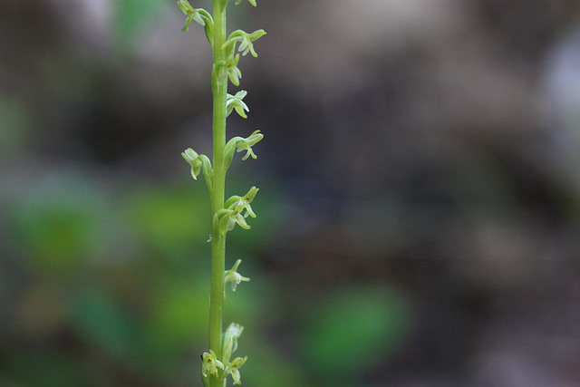 Alaskan Piperia