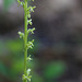 Alaskan Piperia