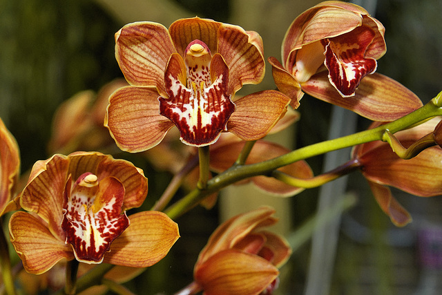 Cymbidium Red Beauty "Wendy" – Brookside Gardens