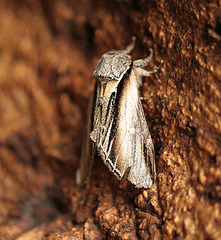 Swallow Prominent