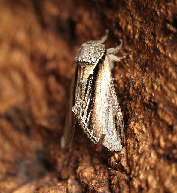 Swallow Prominent