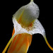 Masdevallia ampullacea 'Connor'