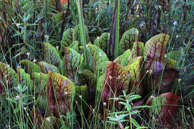 Sarracenia purpurea