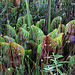 Sarracenia purpurea