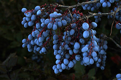 Sea Grape