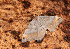 Tawny-barred Angle