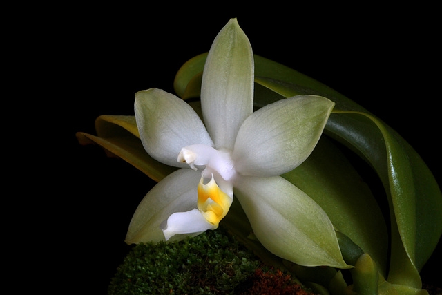 Phalaenopsis violacea var. alba