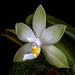 Phalaenopsis violacea var. alba