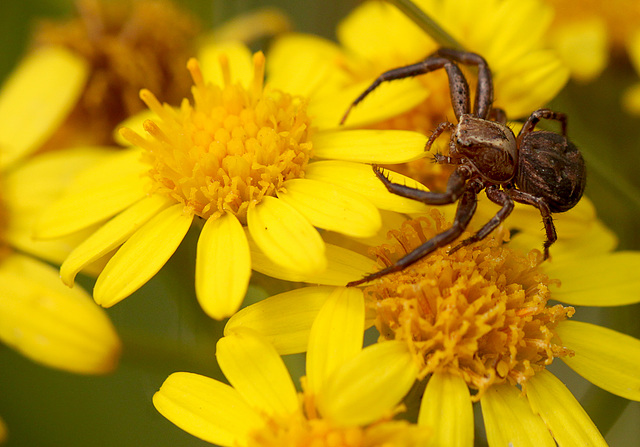 Common Crab Spider