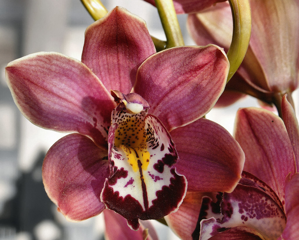 Clarisse Austin Orchid – Brookside Gardens