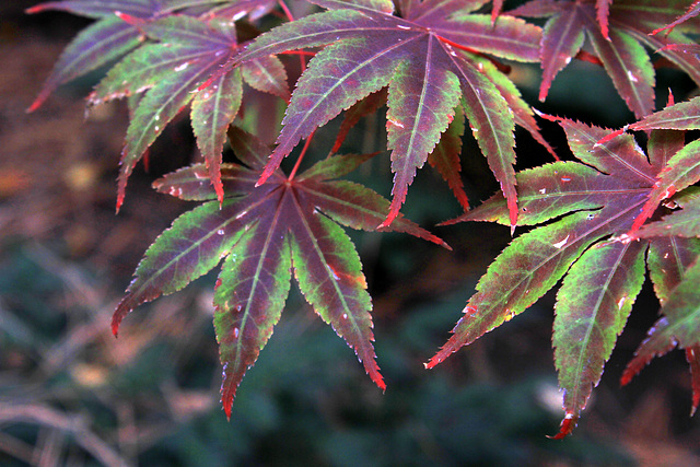 Japanese Maples