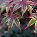 Japanese Maples