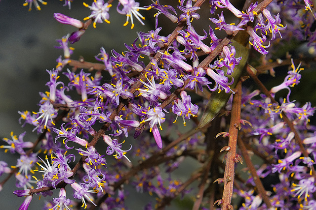 Ti Flowers – Brookside Gardens