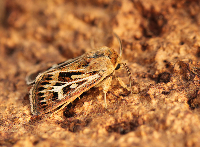 Antler Moth