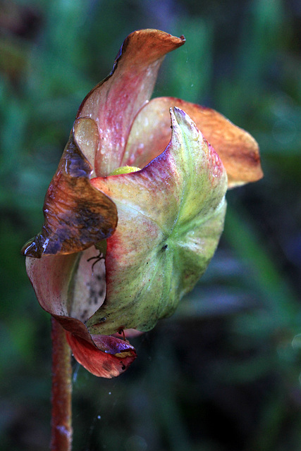 Sarracenia purpurea